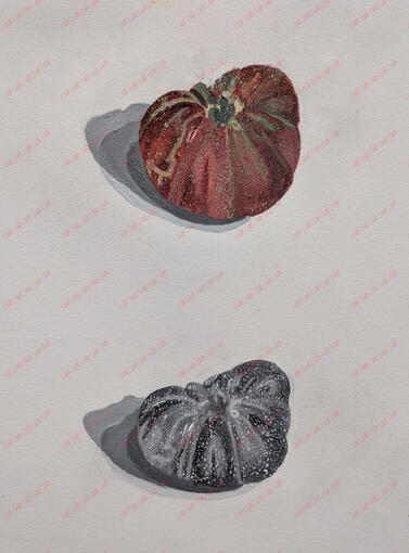 Tomato Study